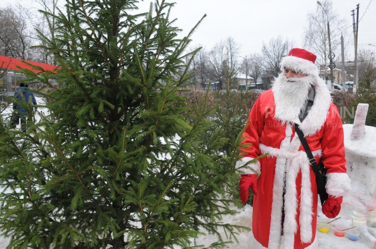    Аллергические реакции могут вызвать как живые, так и искусственные ёлки