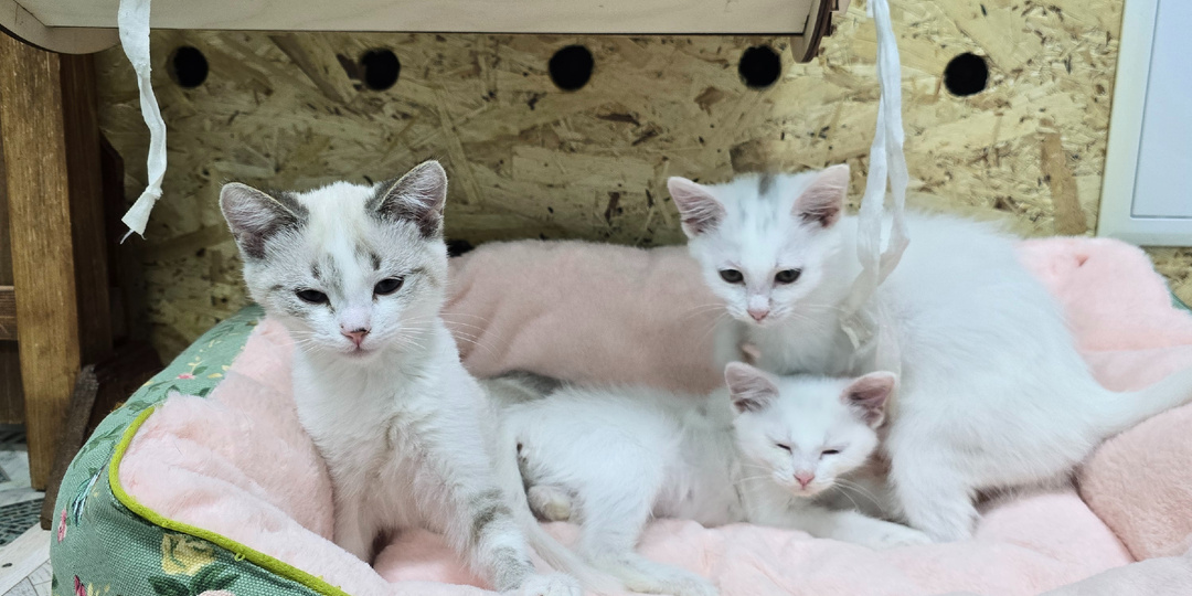 Тридцать уколов или тридцать могил