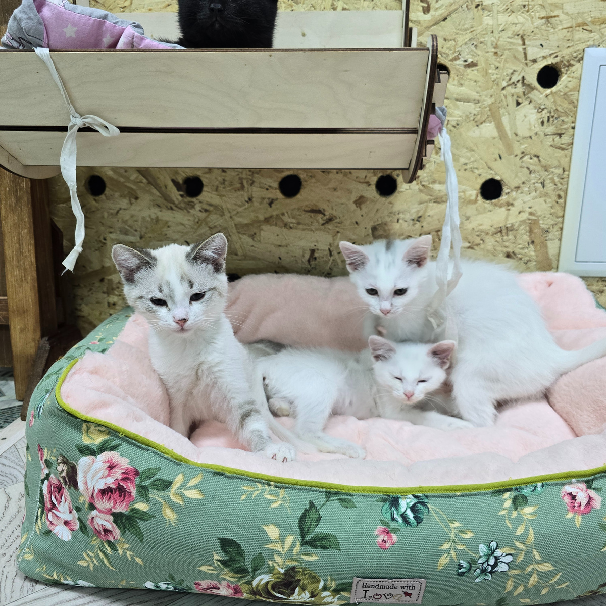 трое белых котят в уютной корзинке