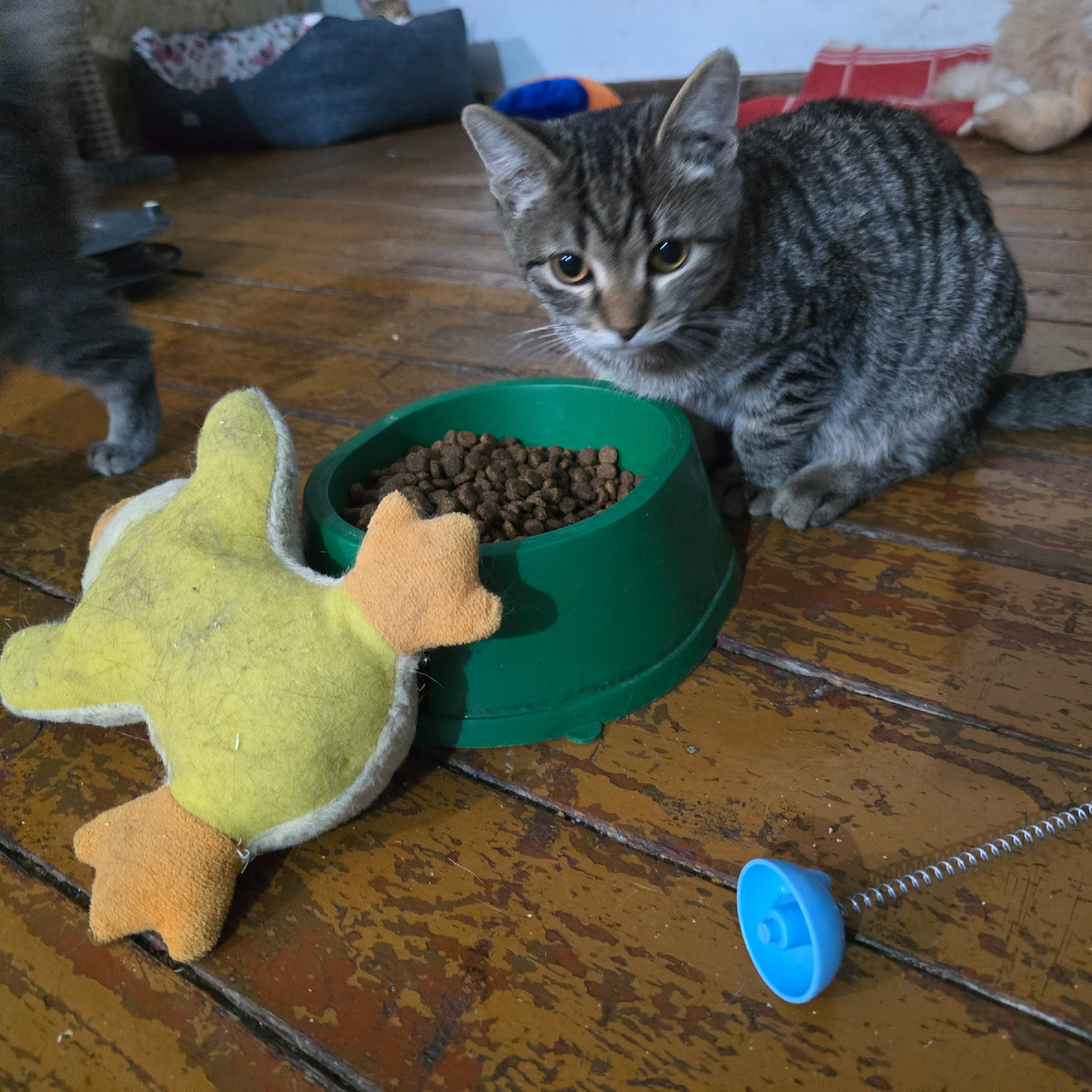 полосатый котёнок у миски с кормом