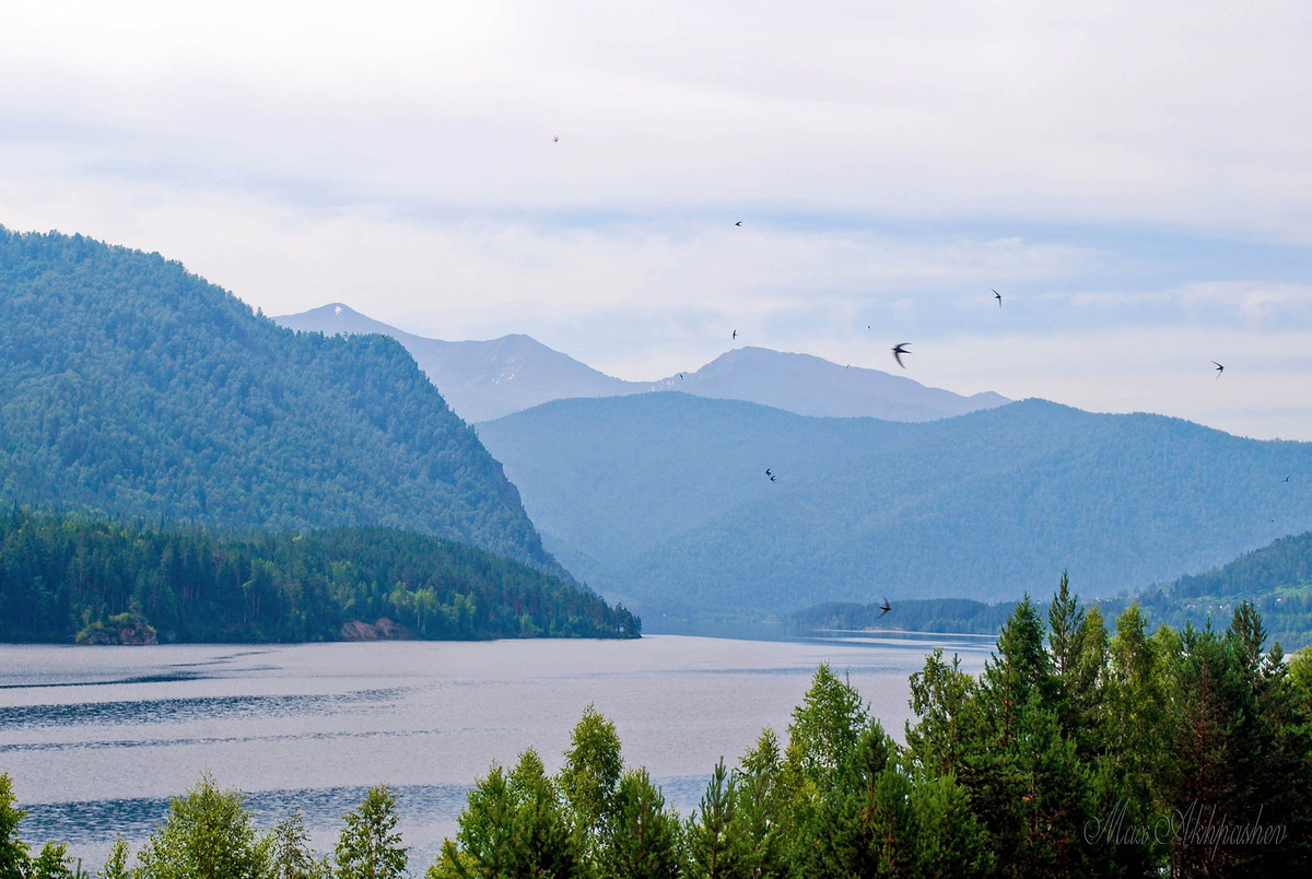 Стрижы облюбовали скалы близ водохранилища. 2011 г.