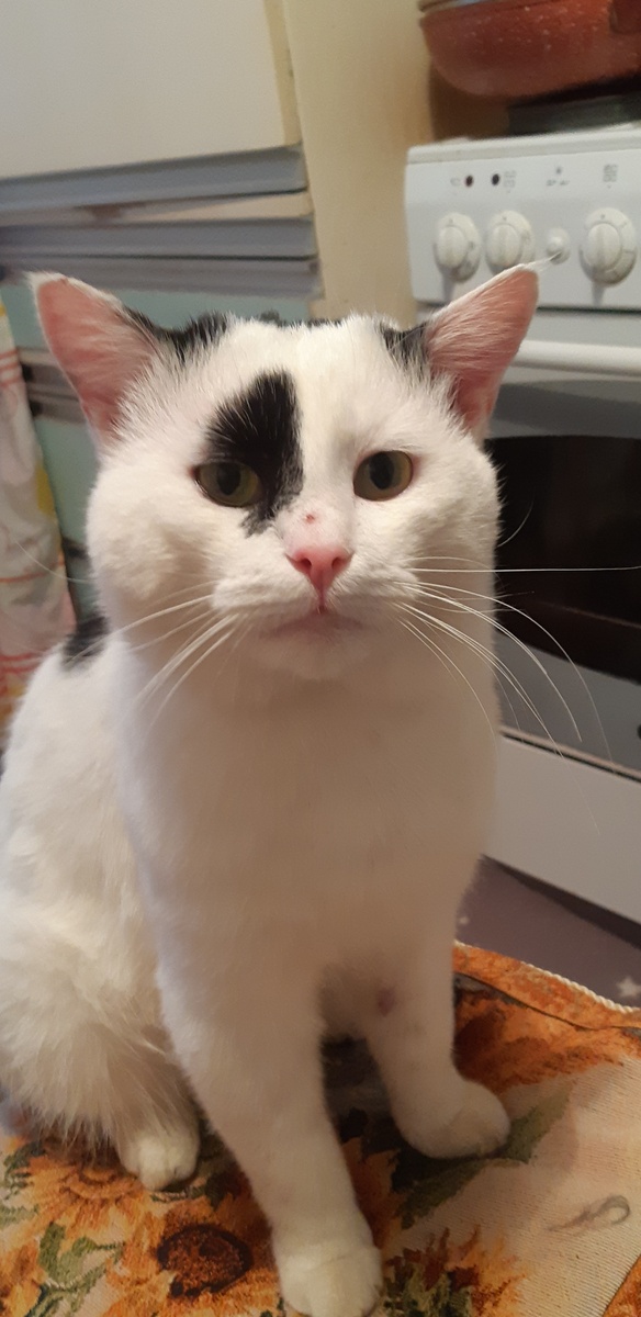 Дорогие товарищи! Даёшь котопятилетку - за два года. Берём пример с паши ангелиной, разрывшей на своём тракторе сто кривых грядок за ночь! Ответим паше, с её грядками, - нашими ямками! Даёшь сто ямок за два часа!