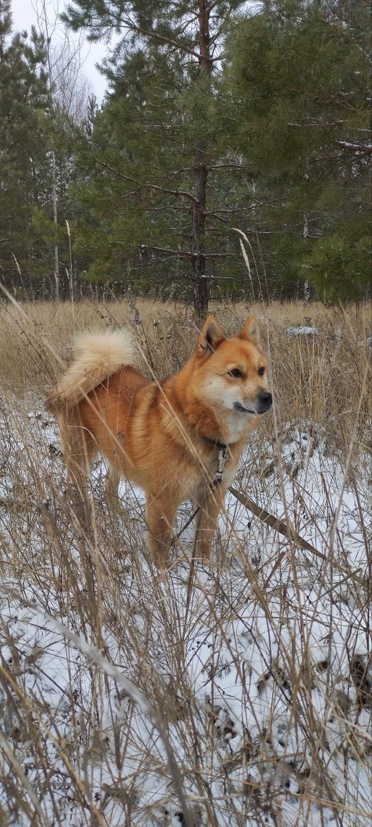 Лиса моя. Фото автора