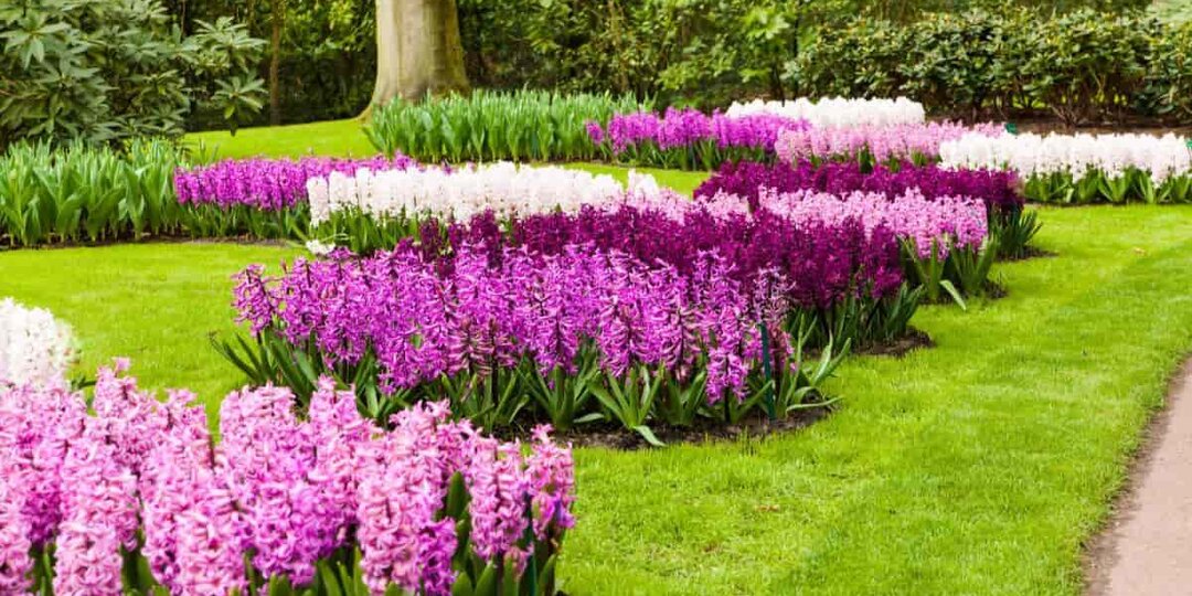 Уличные цветы с максимально длительным периодом цветения