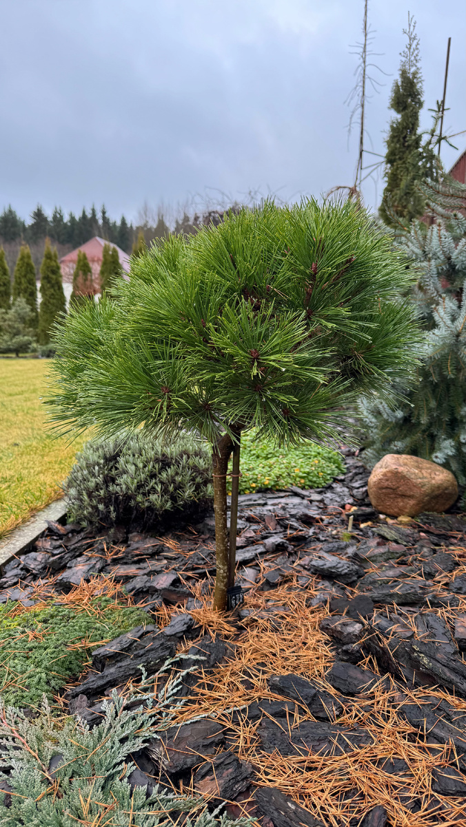 Сосна Оттос компакт 