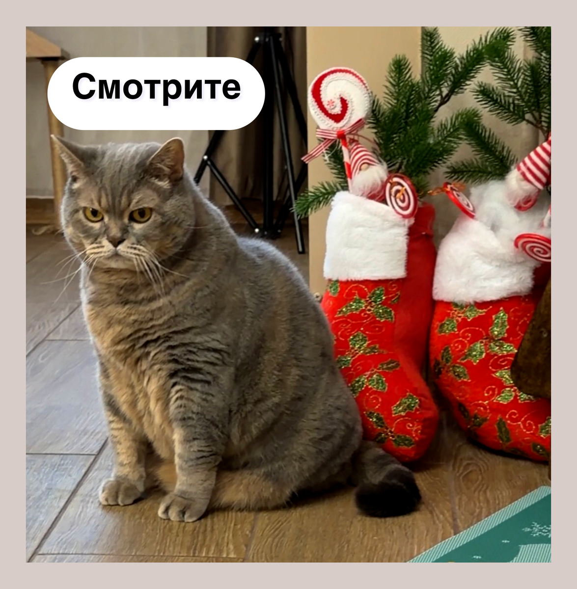 Мы старались 😸