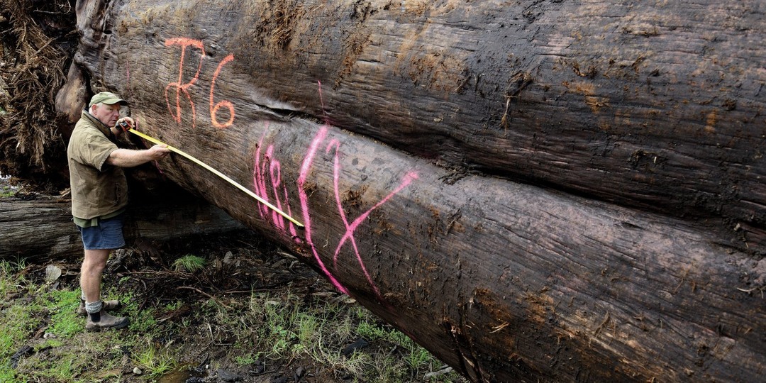 Добыча стволов болотных Каури возрастом 50 тысяч лет в Новой Зеландии. Эти деревья не сгнили и не окаменели