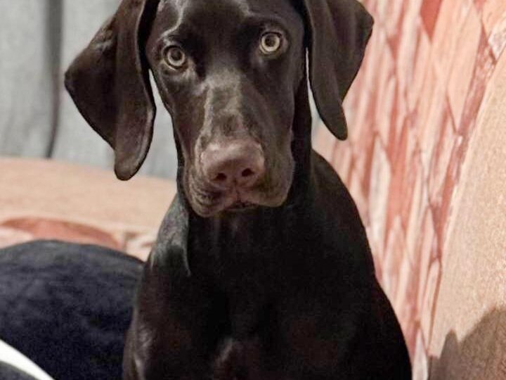 Ритуал как инструмент воспитания курцхаара.