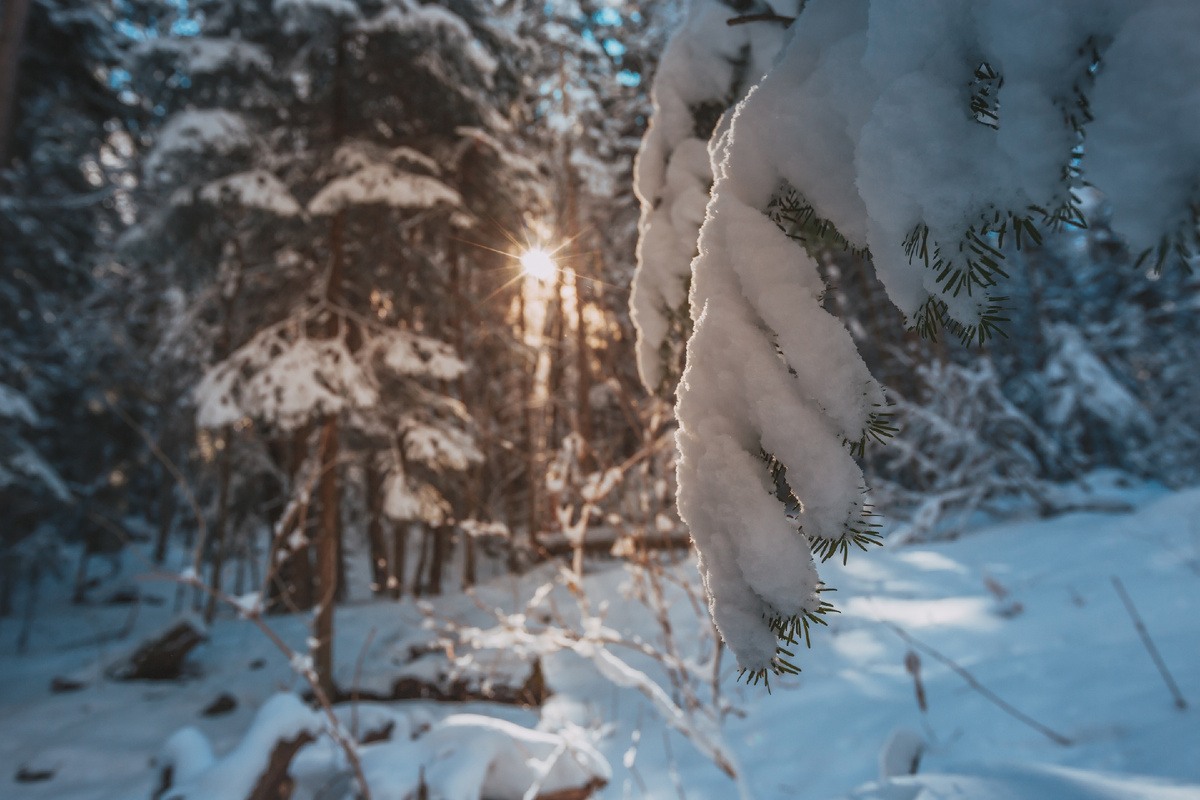 Заснеженный лес, горнолыжный курорт Домбай, Карачаево-Черкесия. Источник: Shutterstock