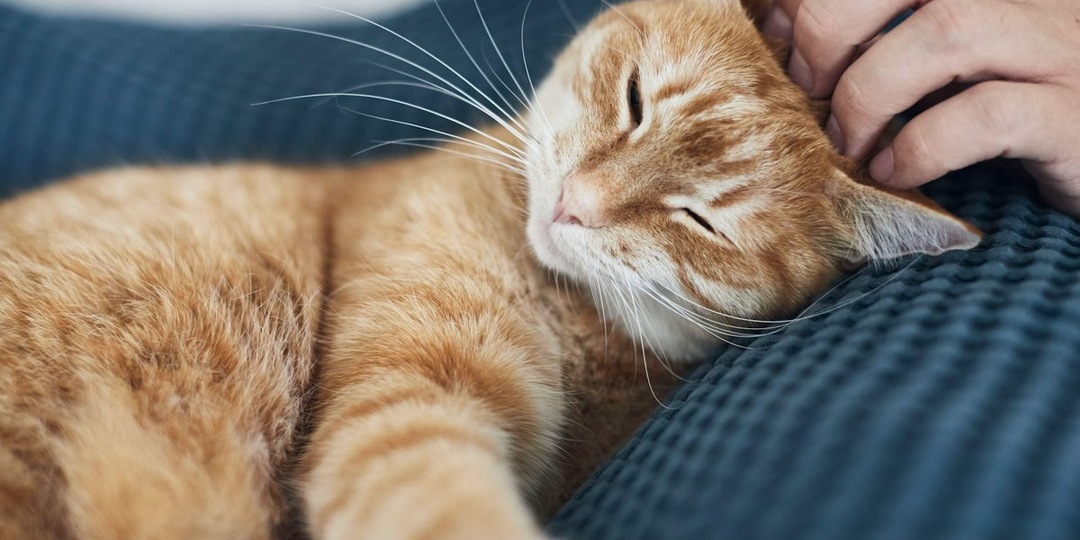 Мурлыкающие зоны: как найти самые приятные для кошки места для поглаживаний