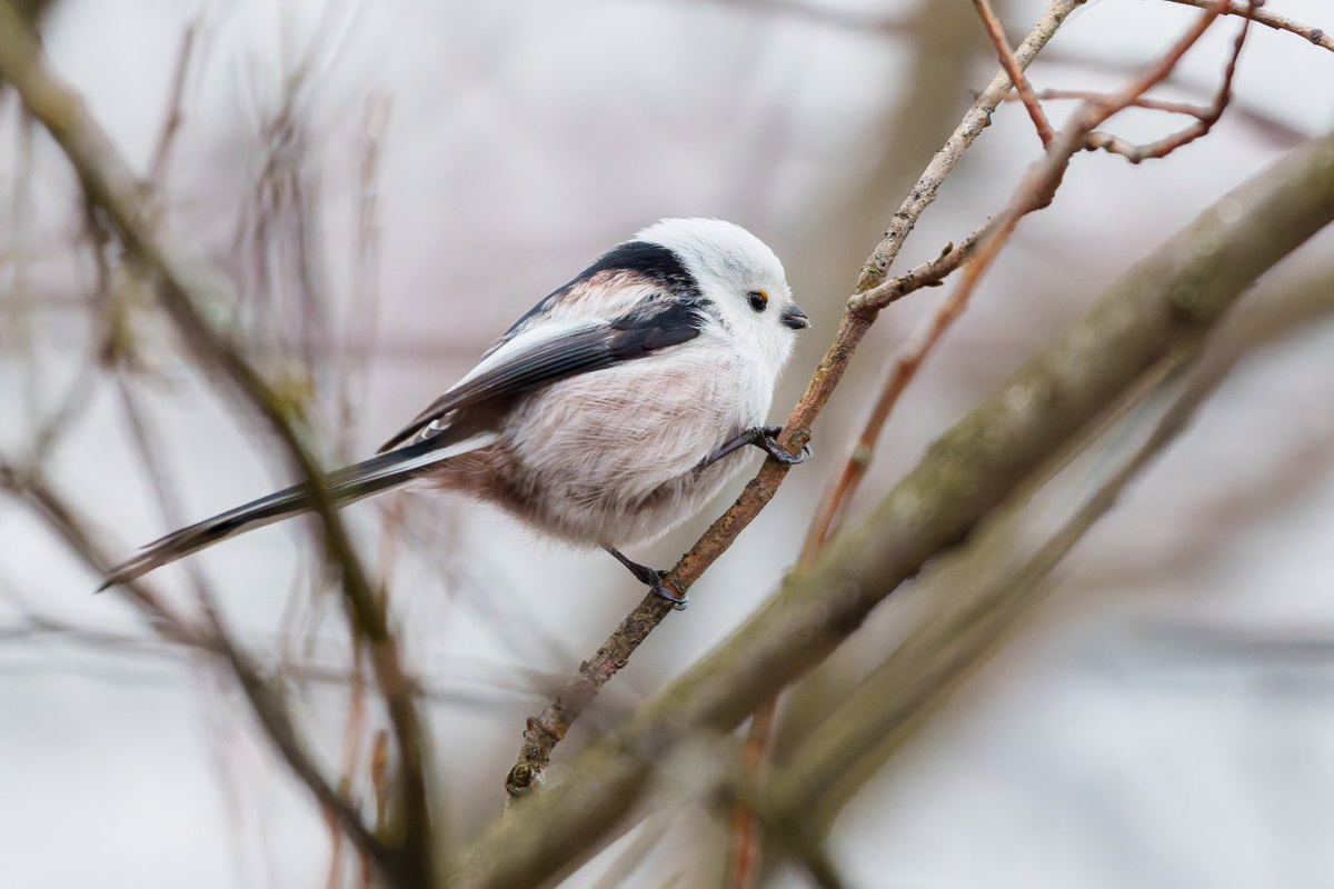 Фото: Станислав Крутоверцев
