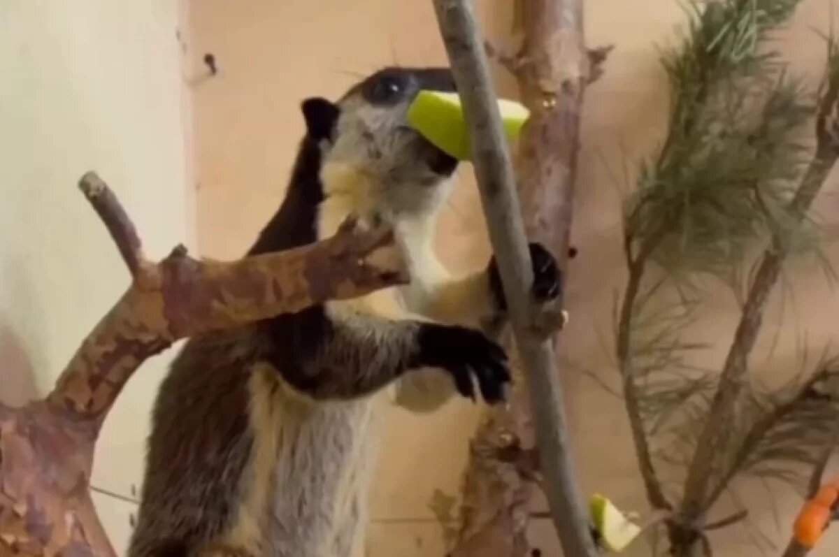    Гигантская двухцветная белка заняла вольер в Ленинградском зоопарке