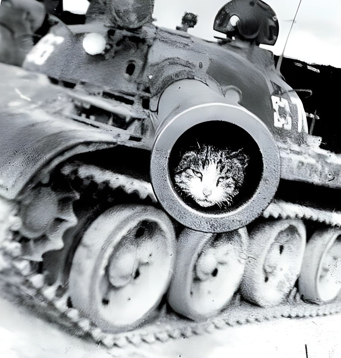 Перед вами, просто кот, место он везде найдёт... Фото от Александра Бакуты.