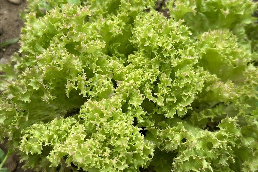 Свежий зеленый салат каждый зимний день – чудо, которое можно вырастить самому.