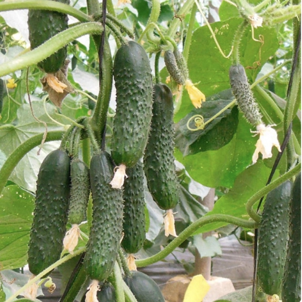 Огурец Северин F1