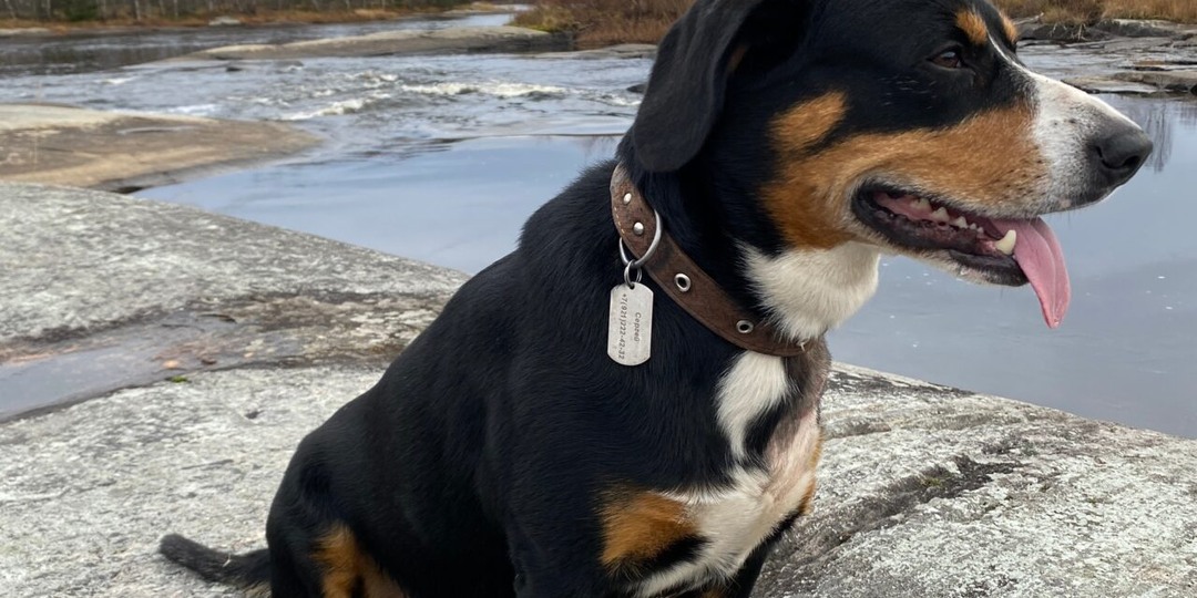 Объявлена награда в 50 тыс. рублей за пропавшего в Беломорске пса