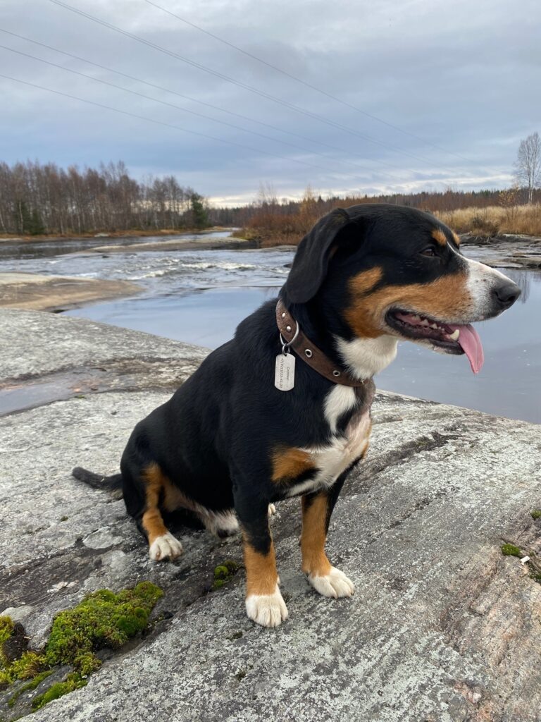    Собака по кличке Курт. Фото: «Беломорская трибуна» — наша газета»
