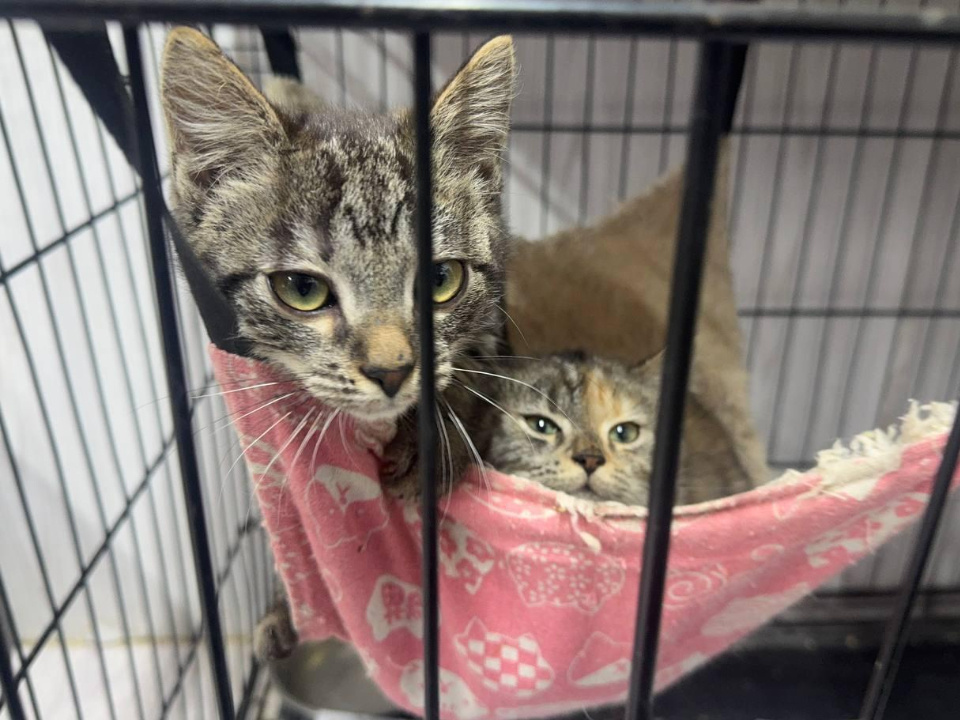     Фото: администрация г.о. Подольск