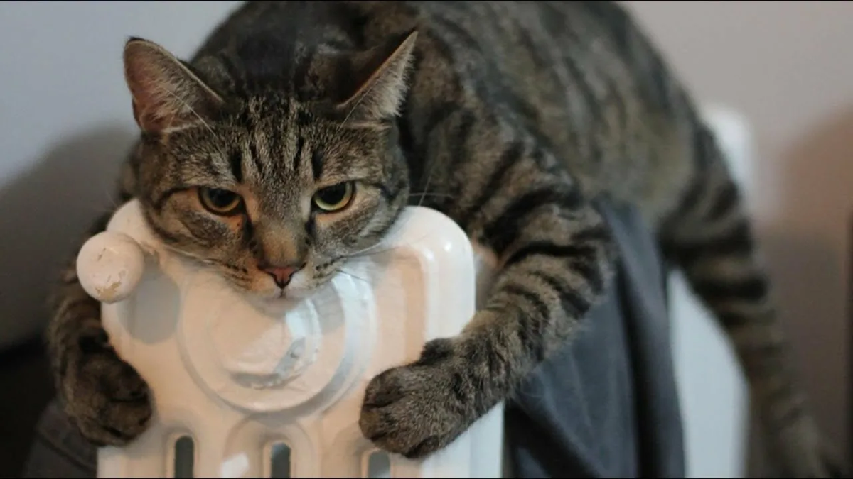 Душераздирающая фото.