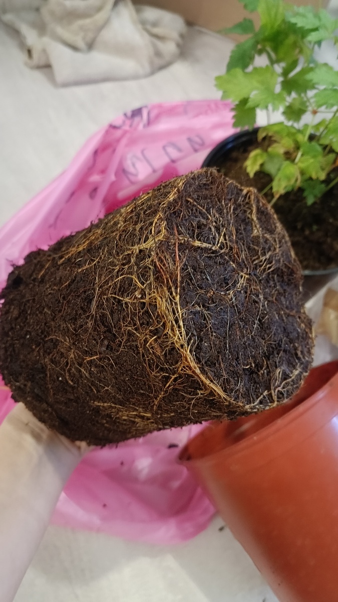 Отличные корни