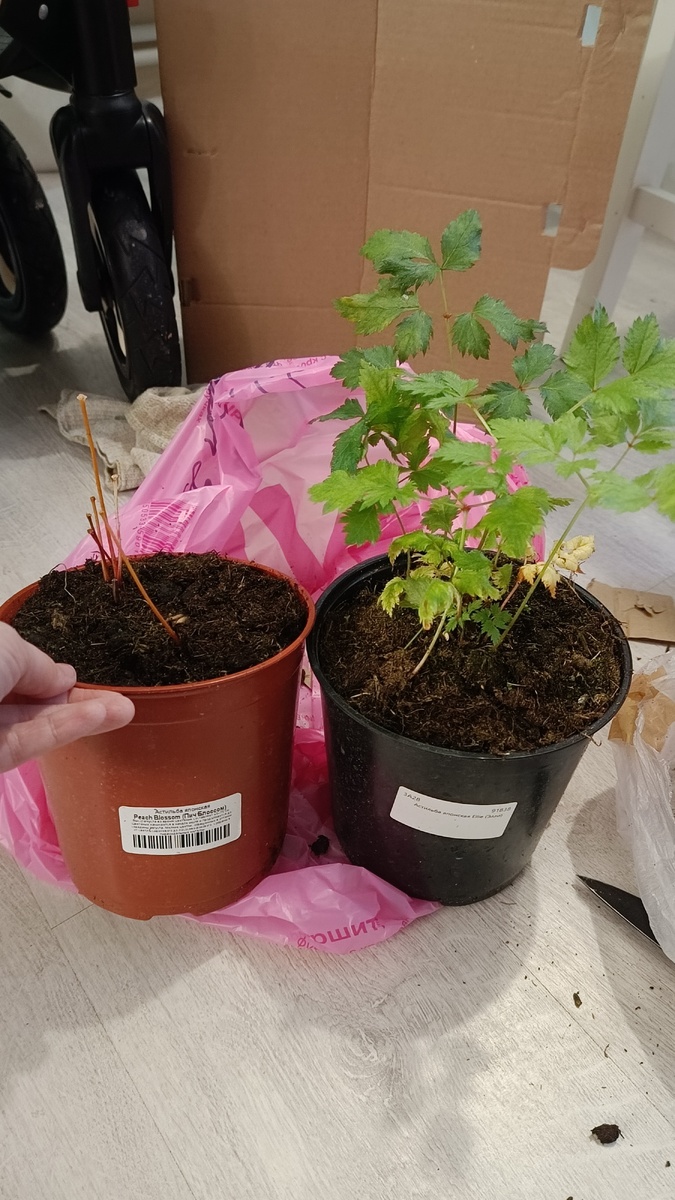 Астильба в контейнере 3 литра