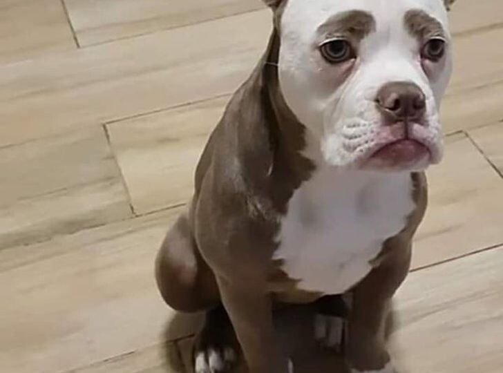 20+ метисов, в которых невозможно не влюбиться