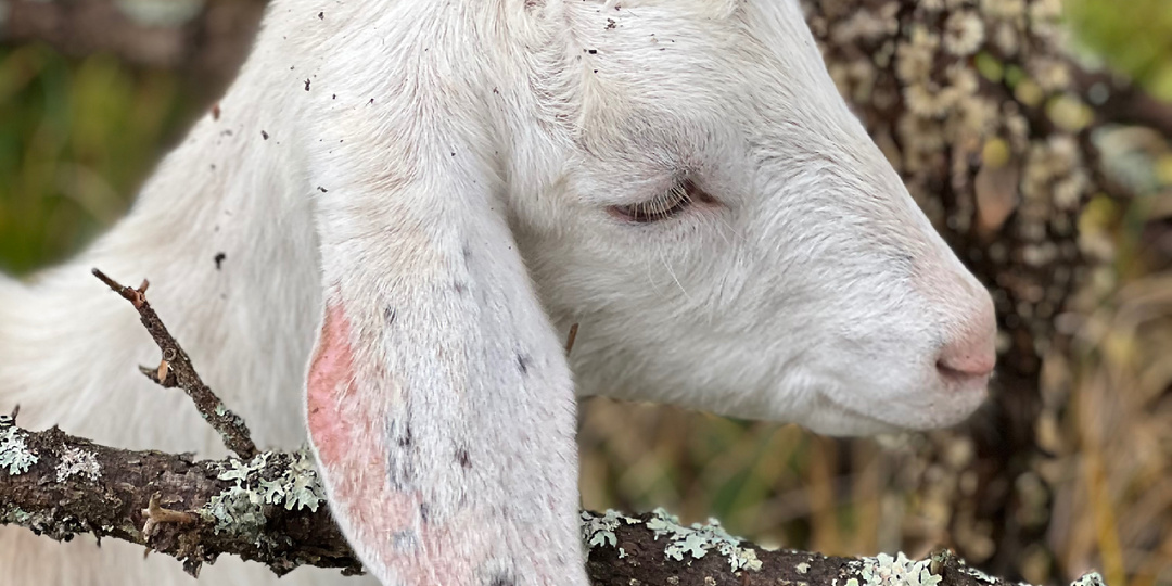 Себестоимость козьего молока. Как рассчитать и что учитывать.