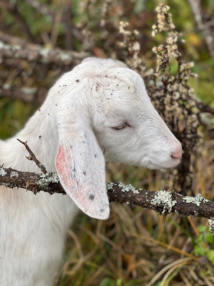 Ремонтная козочка Диана