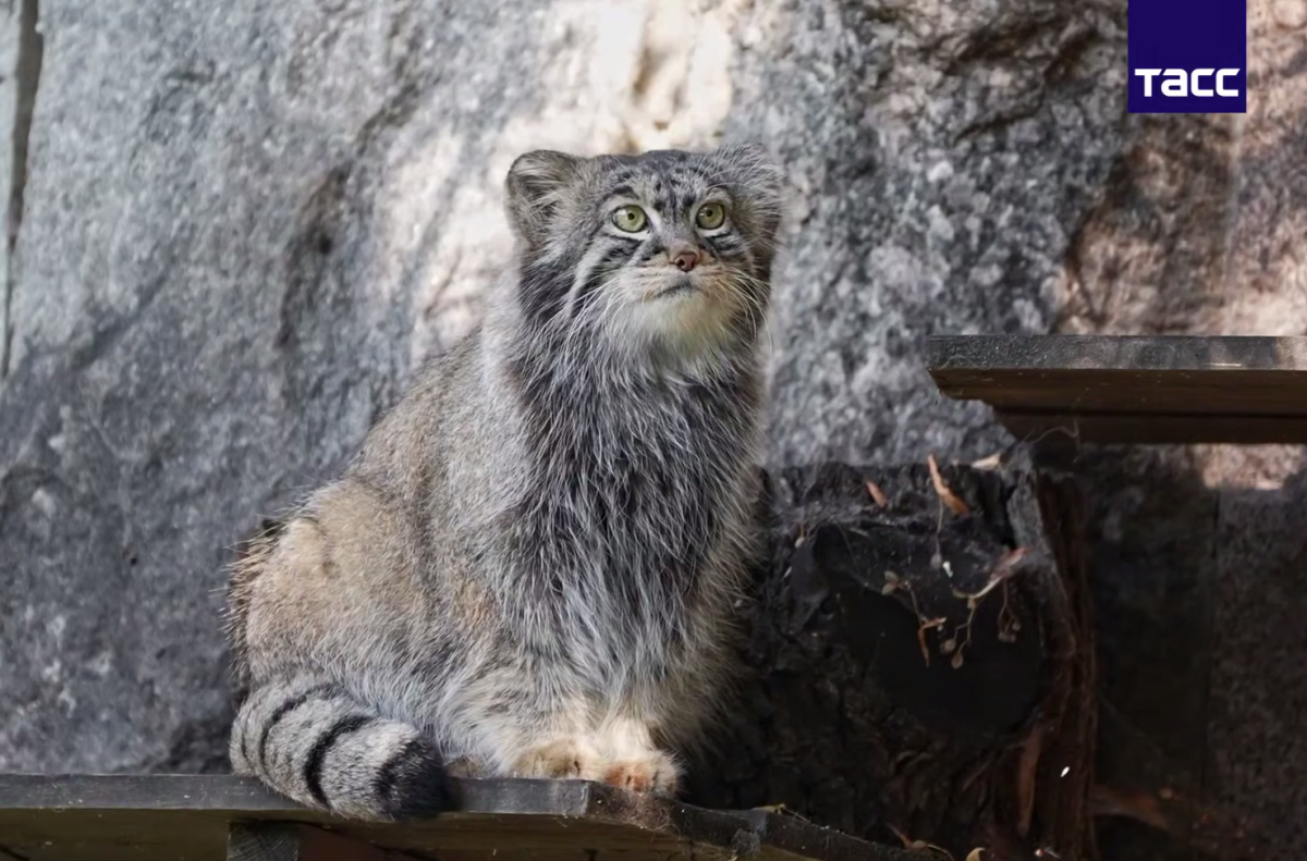     Манул Тимофей - один из любимцев посетителей и символ Московского зоопарка
