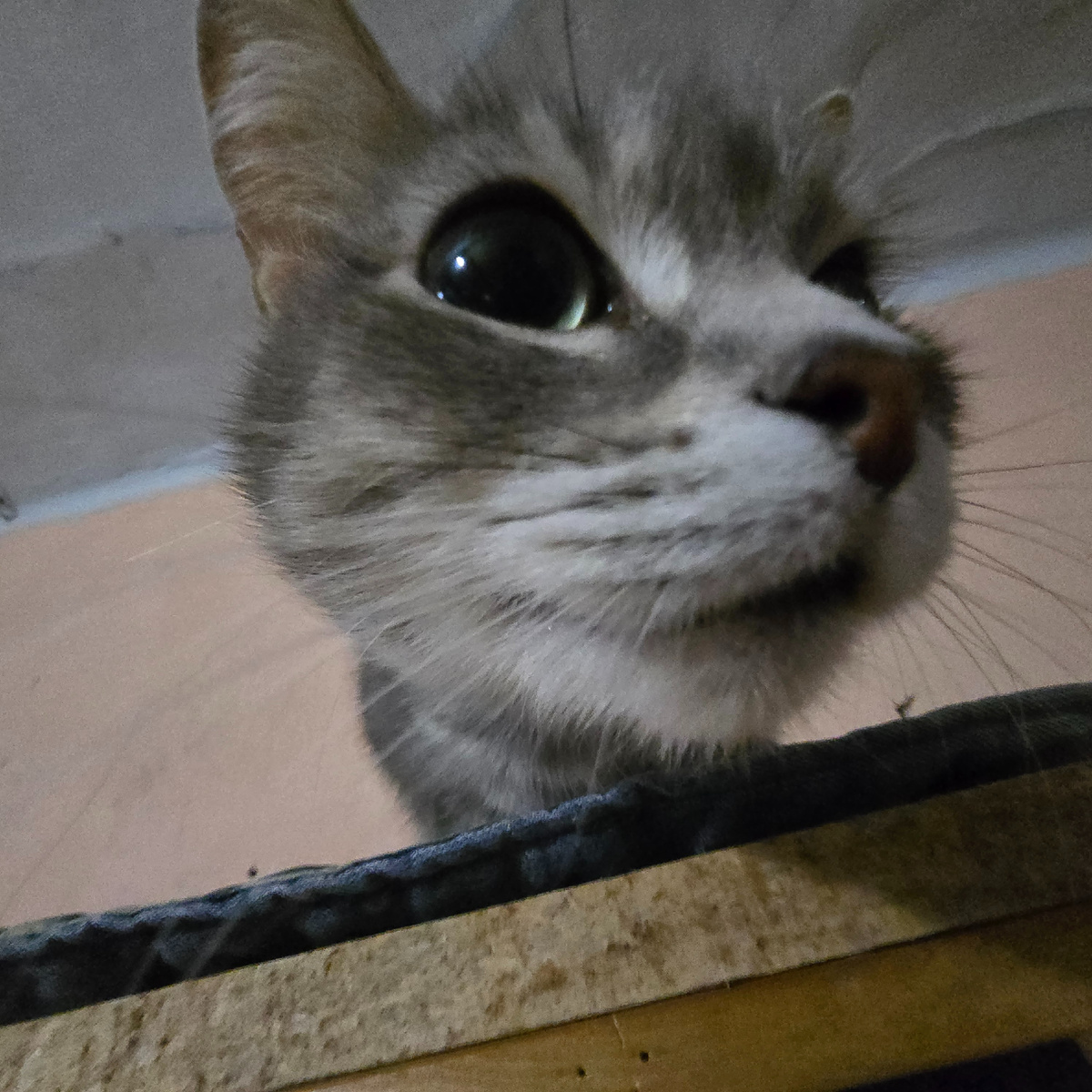 огромные глаза просят понимания и тепла