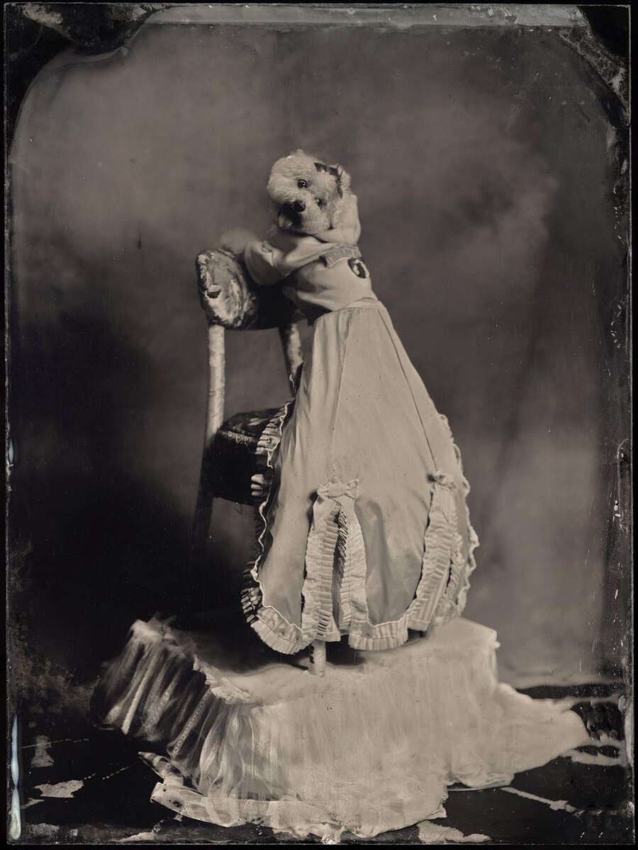    RomaUvarovDesign, Pet Subject, Рома Уваров, одежда для собак, поводки, ошейники, амбротипия