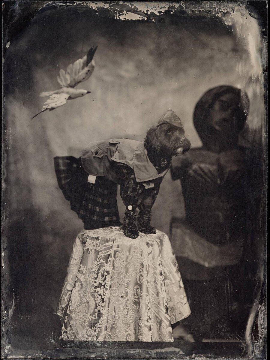    RomaUvarovDesign, Pet Subject, Рома Уваров, одежда для собак, поводки, ошейники, амбротипия