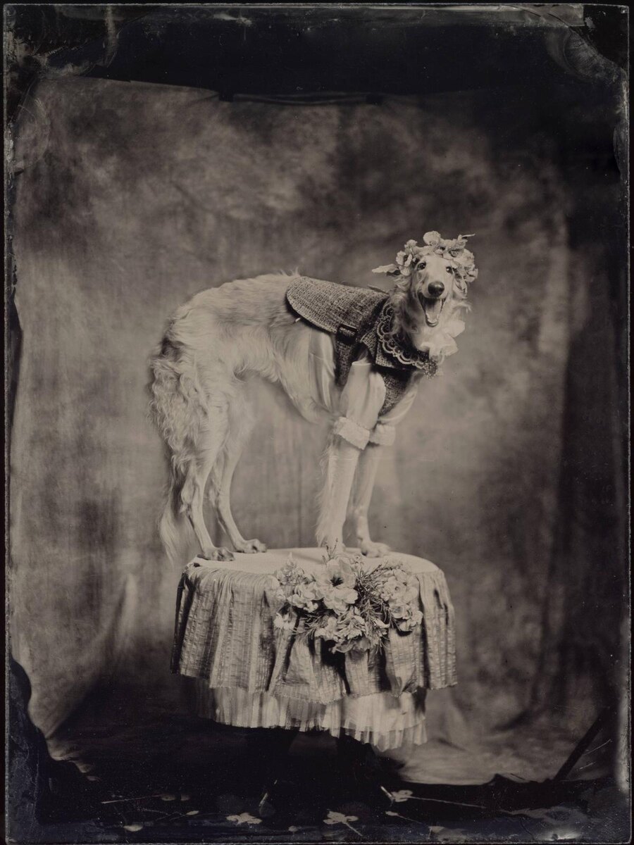    RomaUvarovDesign, Pet Subject, Рома Уваров, одежда для собак, поводки, ошейники, амбротипия