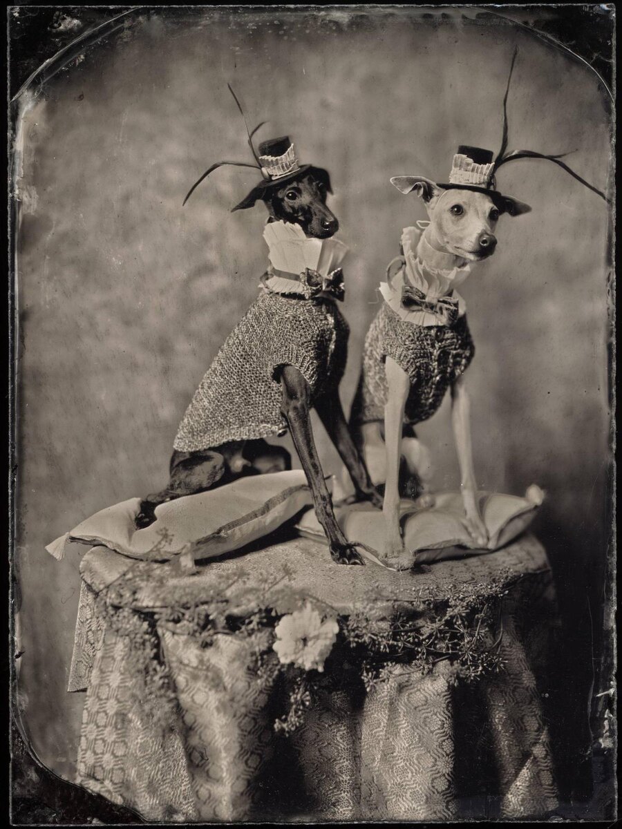    RomaUvarovDesign, Pet Subject, Рома Уваров, одежда для собак, поводки, ошейники, амбротипия