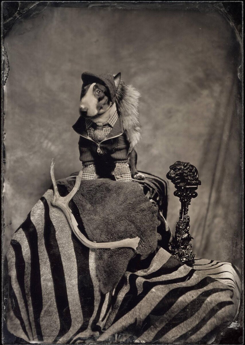    RomaUvarovDesign, Pet Subject, Рома Уваров, одежда для собак, поводки, ошейники, амбротипия