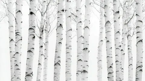 картинка из интнрнета