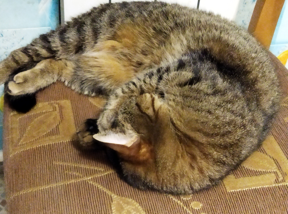 Фото автора. Маруська спит возле батареи))