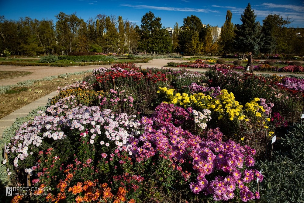 В саду есть и цветы осень ноябрь месяц 