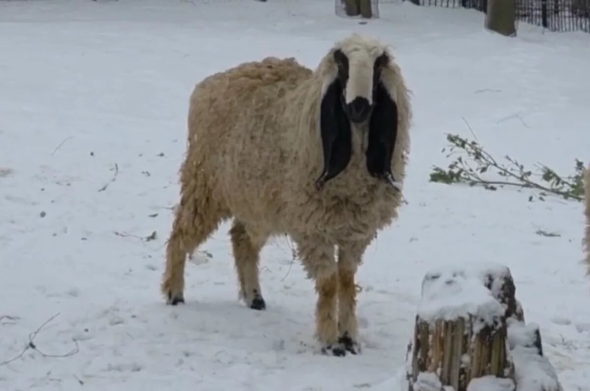    В зоопарке Пензы появился барашек Лойской породы