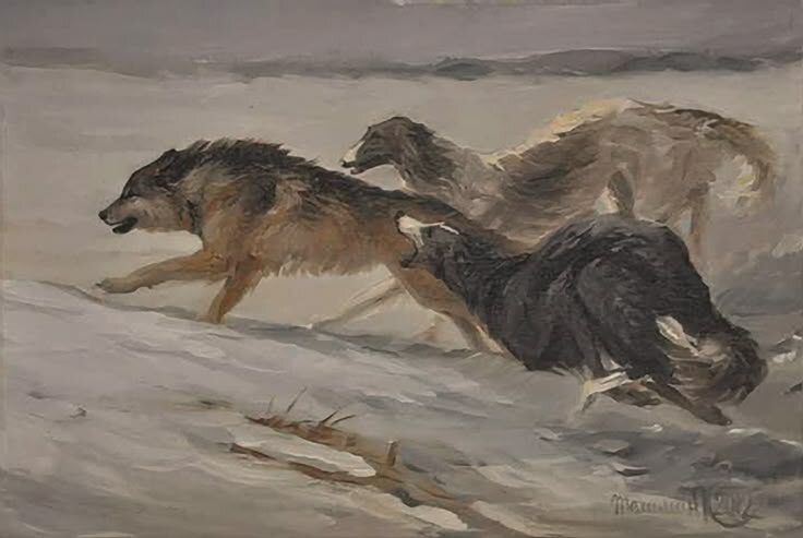 Стремительная атака борзых на волка