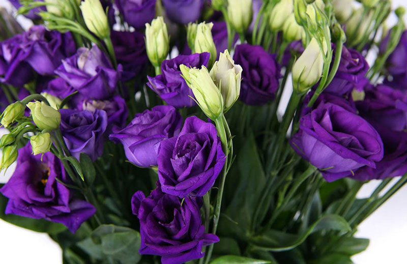 Фото из Интернета 