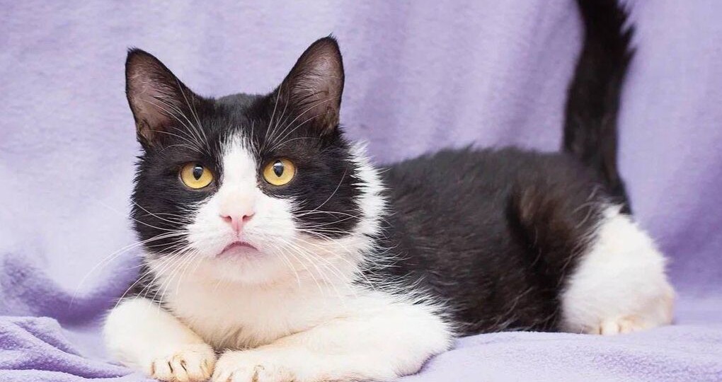 Коротколапый котик с ужасающей судьбой очень нуждается в доме!