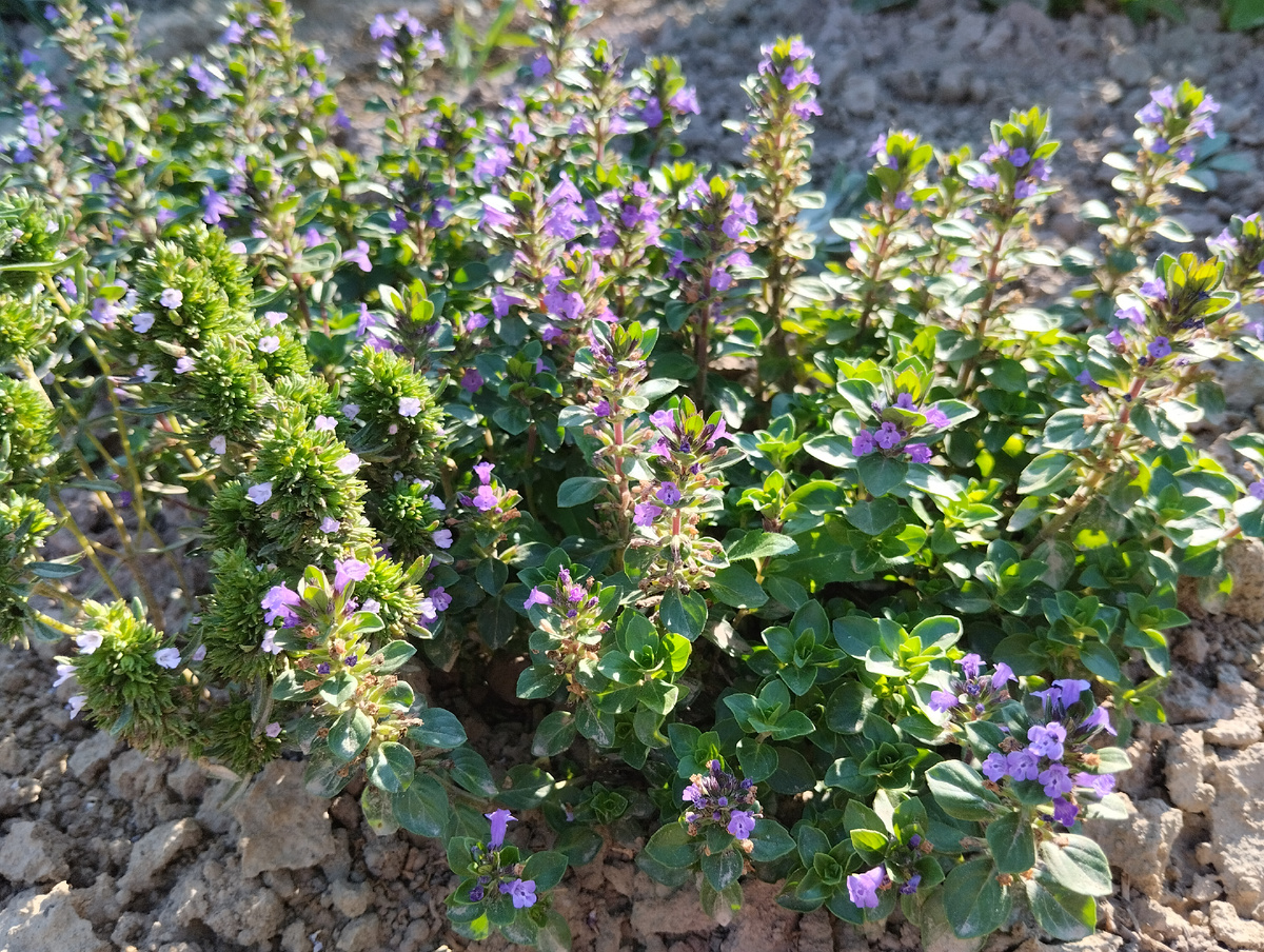 Душёвка альпийская