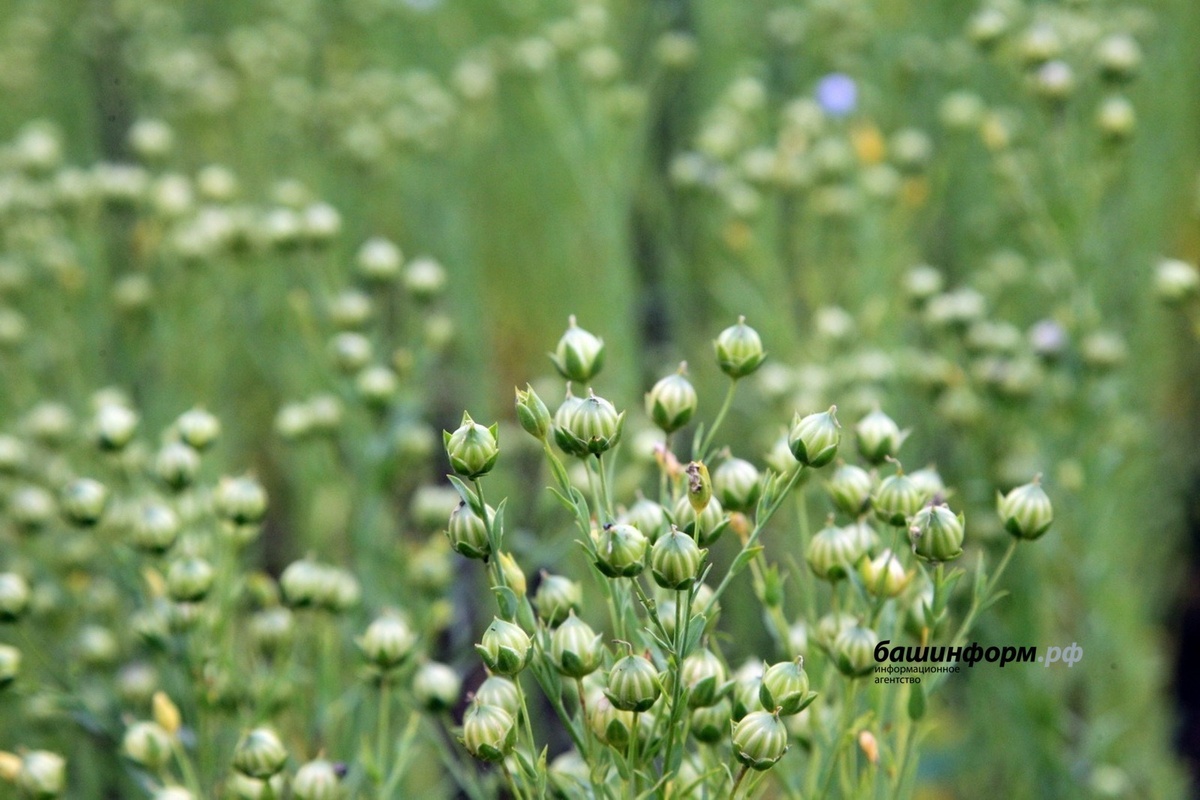     Башҡортостан Ҡытайға етен оҙатҡан