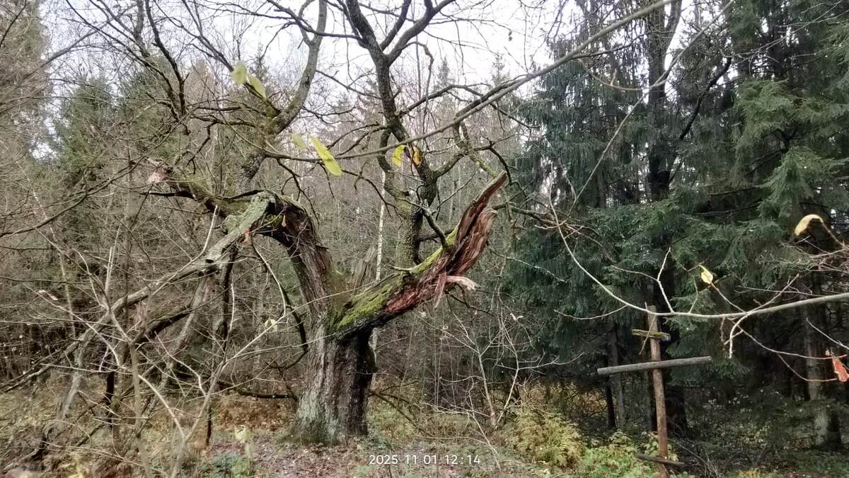 Капище Рода - реликтовый Бреховский Дуб.