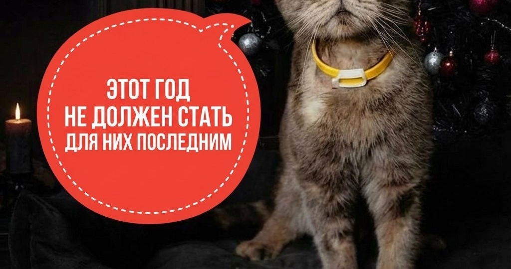 Пусть эта зима станет для них не концом, а началом новой жизни!