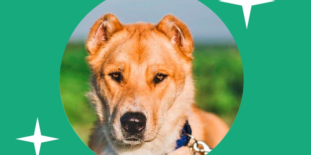 Продолжаем знакомить с участниками "Елки Дарящих надежду