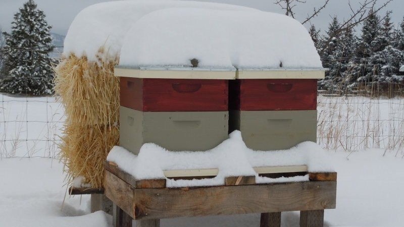 Тепловая защита задней стенки улья