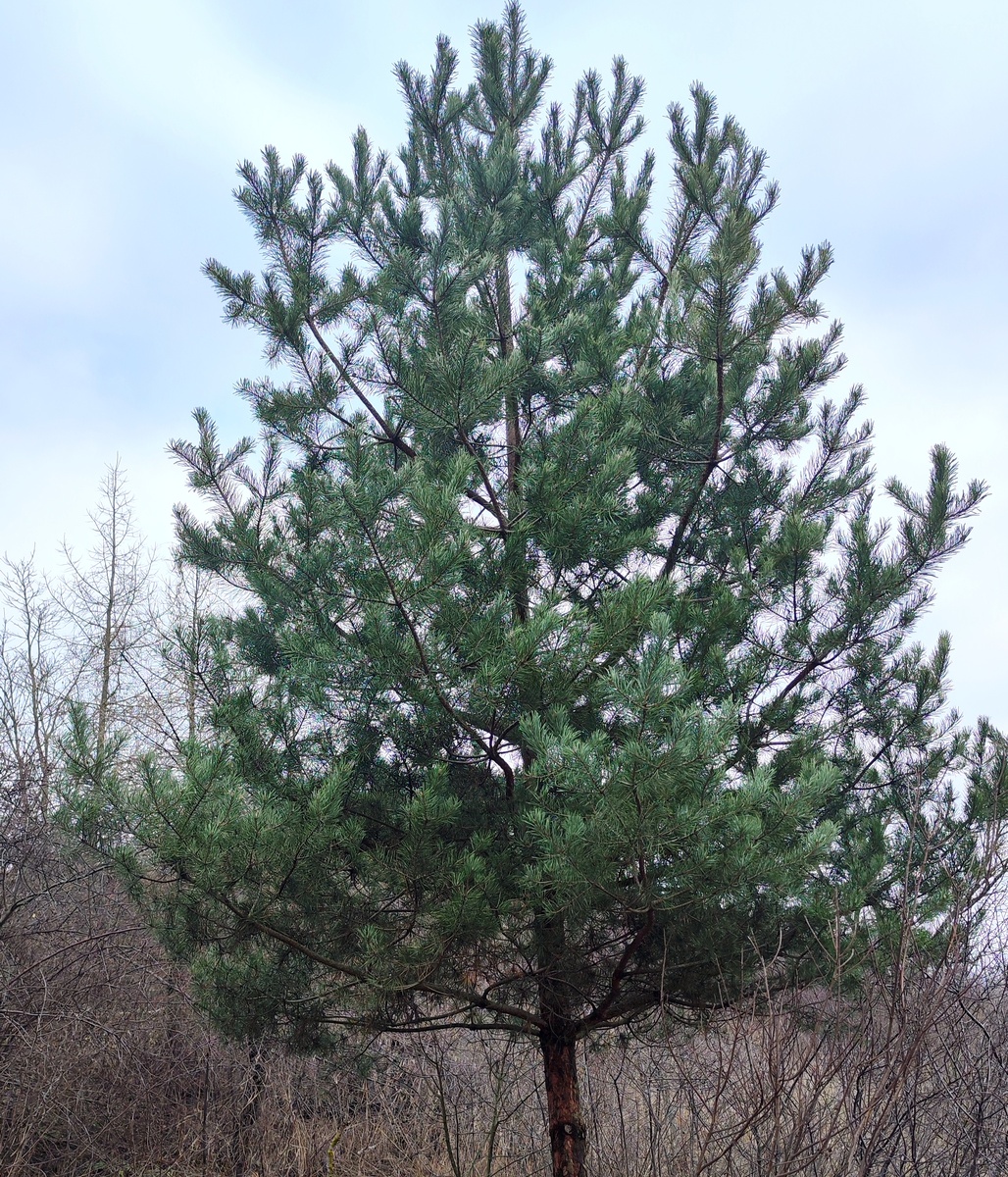 Сосна Пицундская