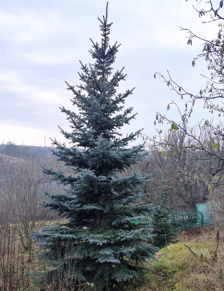 Голубая ель